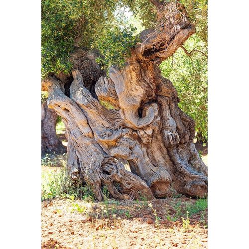 Italy-Apulia-Province of Brindisi-Ostuni Huge ancient olive tree